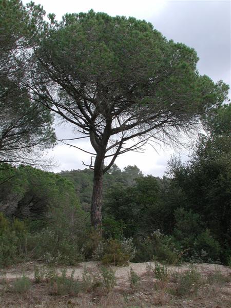 Punxa per ampliar