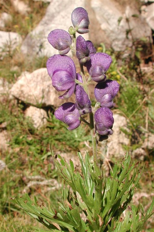 Punxa per ampliar