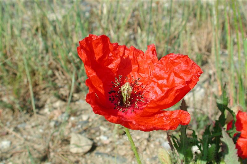 Punxa per ampliar