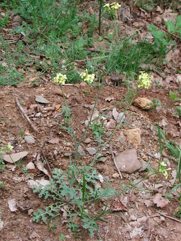 Punxa per ampliar