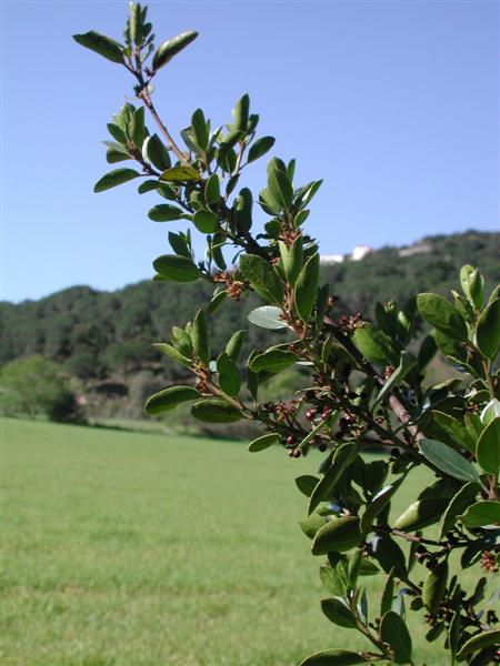 Punxa per ampliar