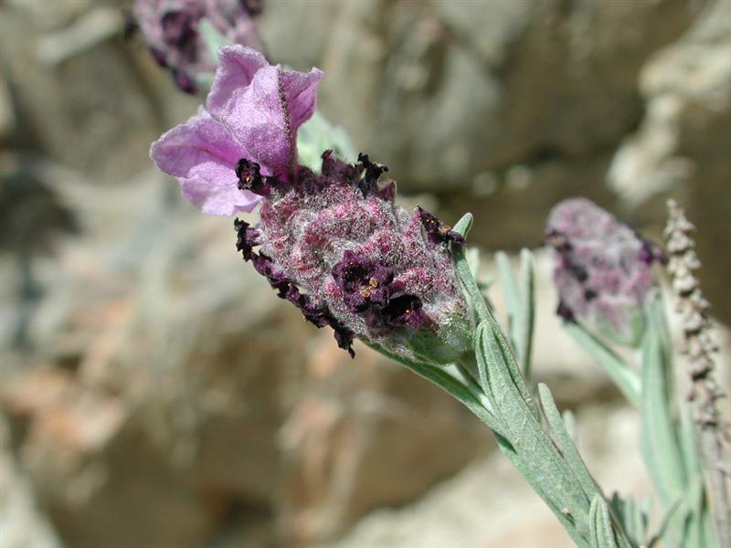 Punxa per ampliar