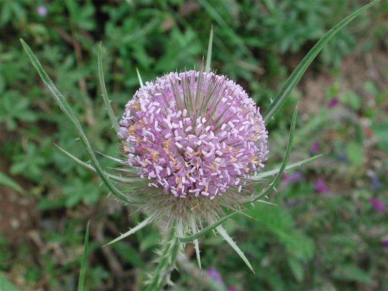 Punxa per ampliar