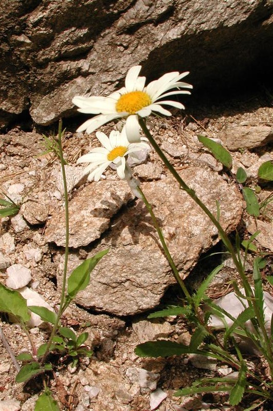 Punxa per ampliar