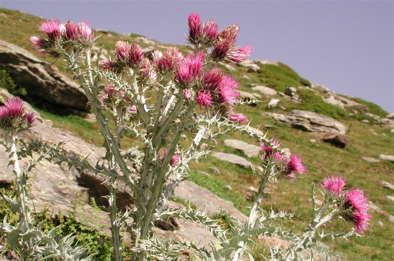 Punxa per ampliar