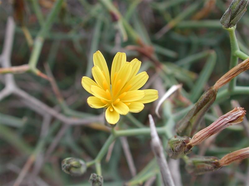 Punxa per ampliar