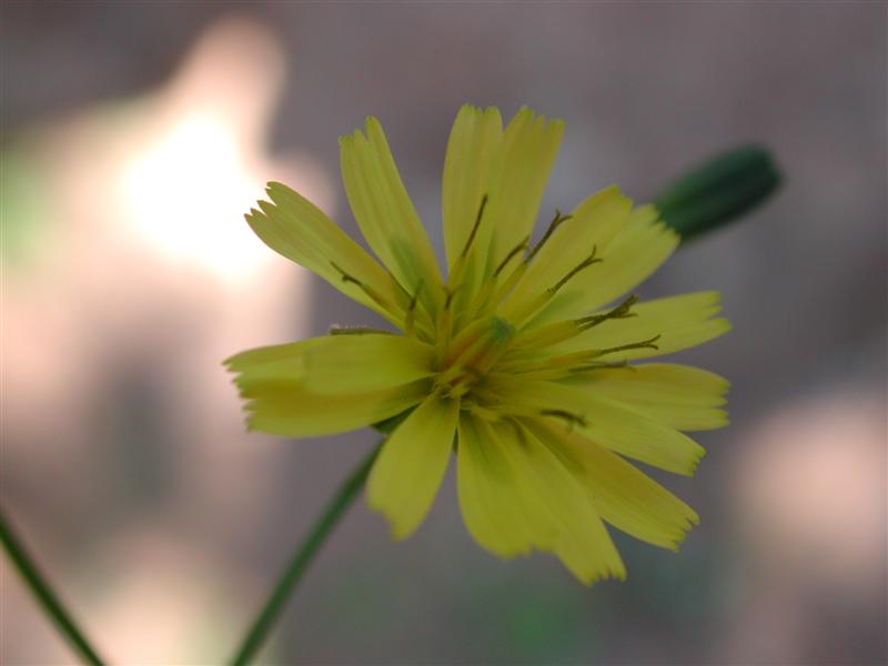 Punxa per ampliar