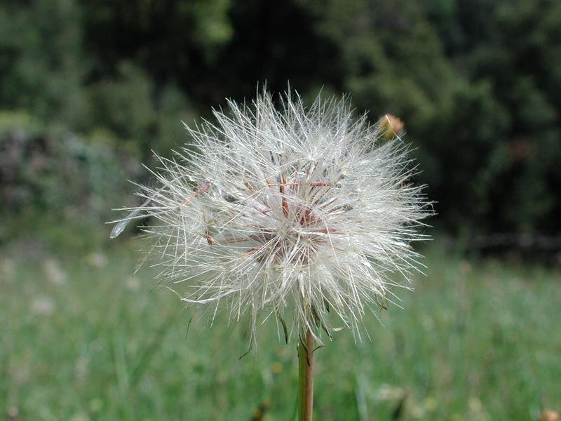 Punxa per ampliar