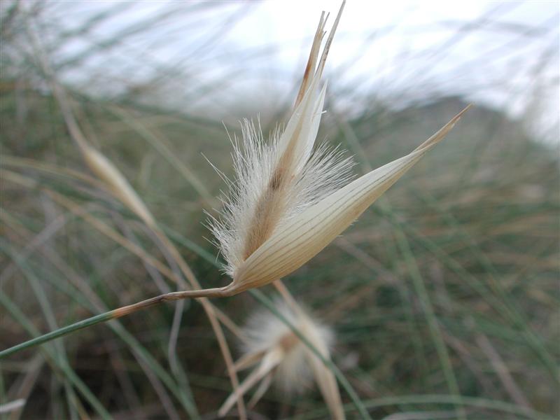 Punxa per ampliar